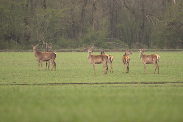 A group of deer standing on the field. The trees in the background, they're all looking at the camera. The grass beneath the hooves of the green.