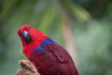 Eclectus parrot portrait.