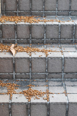 Spadix of the coconut or betel palm dry on the stair.