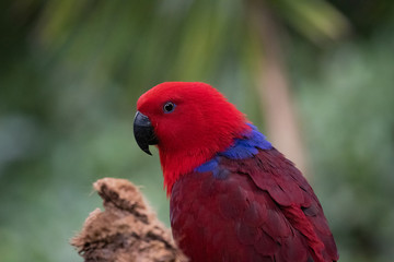 Eclectus parrot portrait.