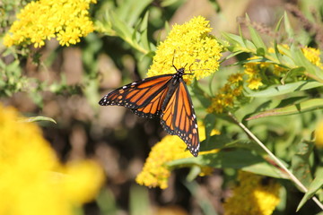 Monarch