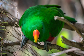 Eclectus parrot portrait.