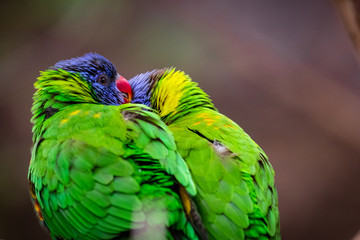 Rainbow lorikeet (Trichoglossus moluccanus).