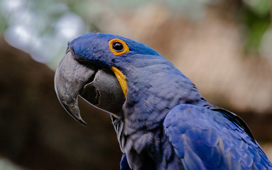 Anodorhynchus hyacinthinus.