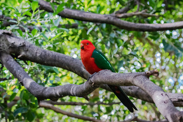 Australian king parrot (Alisterus scapularis).