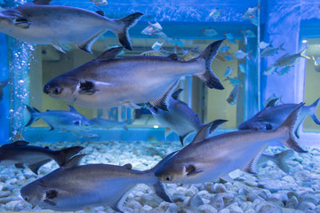 Iridescent shark, Striped catfish or Sutchi catfish in fish tank