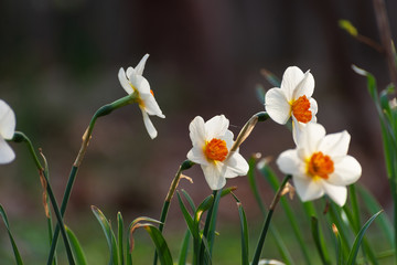 Daffodil flowers in the Spring