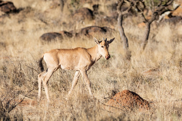 Naklejka premium Red Hartebeest Calf