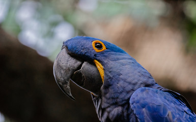 Anodorhynchus hyacinthinus.