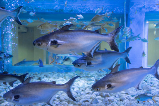 Iridescent shark, Striped catfish or Sutchi catfish in fish tank