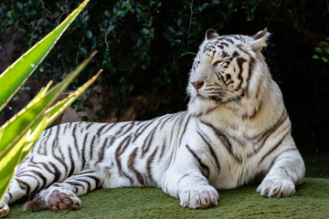 Fototapeta na wymiar White tiger resting.