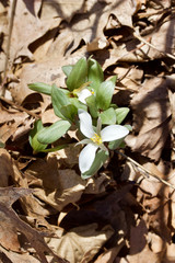 White snow trillium native wildflower in its natural woodland habitat