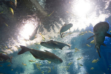 Iridescent shark and many fish in aquarium tank 