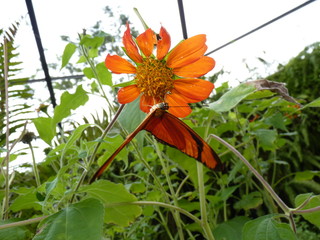 Borboletas na Amazônia