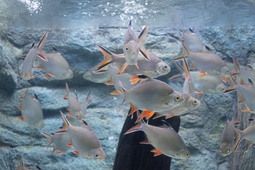 silver barb fish in aquarium. 