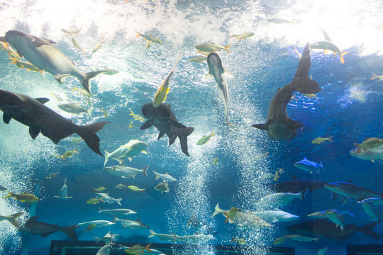Iridescent shark and many fish in aquarium tank 