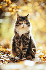 cat in the autumn forest