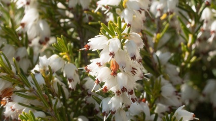 Heather in Spring, bee flying making honey