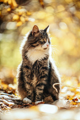 Naklejka na ściany i meble cat in the autumn forest