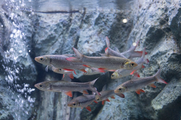 SCHWANENFELD'S TINFOIL BARB Fish in aquarium.