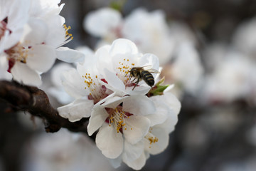 The bee sits on the white flowers of the cherry tree. Close-up, beautiful, romantic blur.