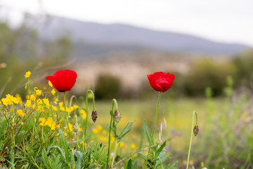 Wonderful poppy field in late may