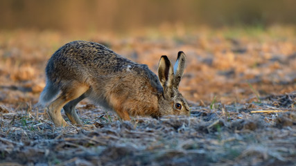 Zając w środowisku naturalnym. © Rafał Okraj