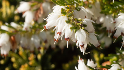 Heather in Spring, bee flying making honey