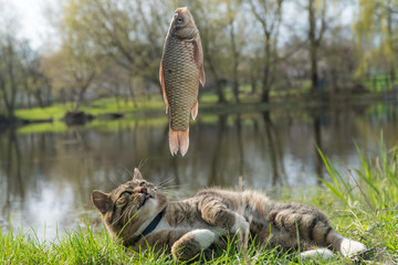cat fishing. catch fish. Côte looks at fish.