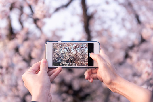 Hands use smartphone tacking photo in the spring with cherry blossoms