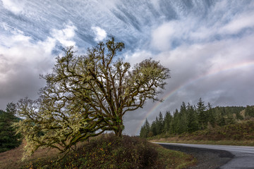 Large oak tree against dramatic sky with rainbow and road