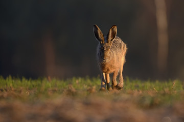Zając w środowisku naturalnym. © Rafał Okraj