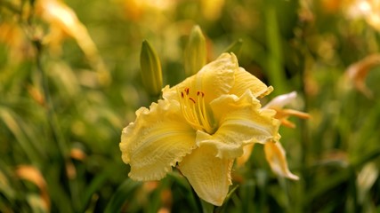 yellow flowers in the garden