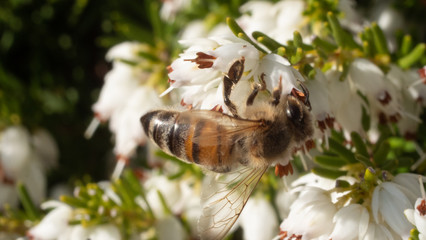 Heather in Spring, bee flying making honey