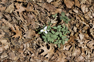 White snow trillium native wildflower in its natural woodland habitat