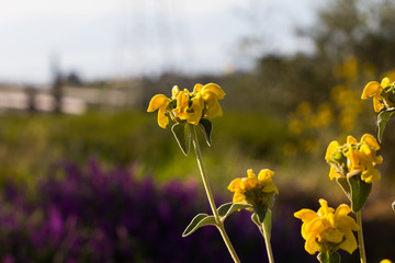 Beautiful yellow flowers with a background of purple flowers