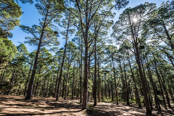 Slender pine trees in the Canary forest