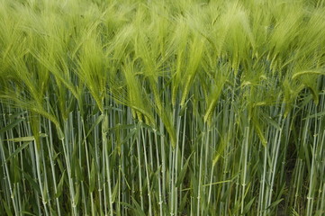 Obraz premium Ähren