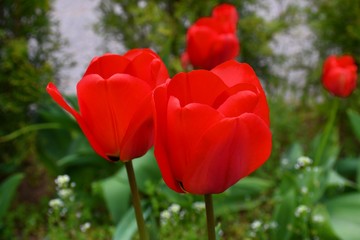 red tulips in the garden