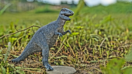lizard in grass