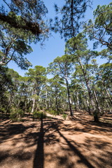 Long shadows in the pine forest