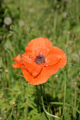 Fototapeta premium Poppy in the clouds