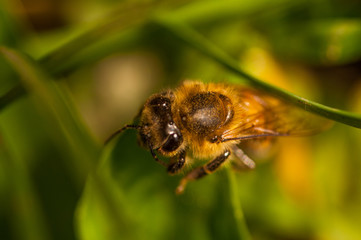 Bee on the green leaf in nature.Insect