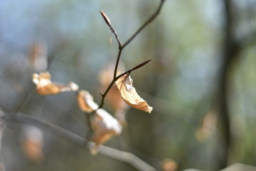 Blätter an einem Zweig
