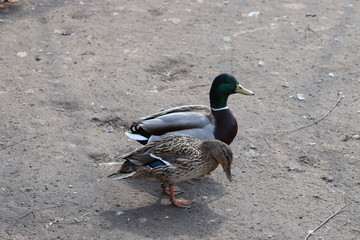 pair mallard duck