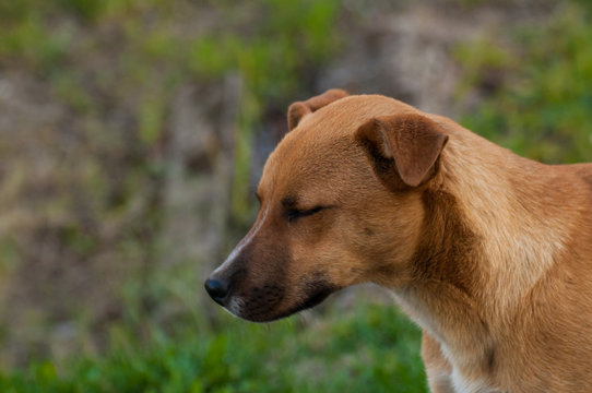 Beautiful orange dog in the nature. A dog surrounded by green grass