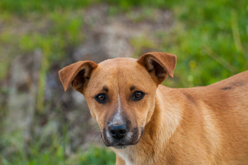Beautiful orange dog in the nature. A dog surrounded by green grass