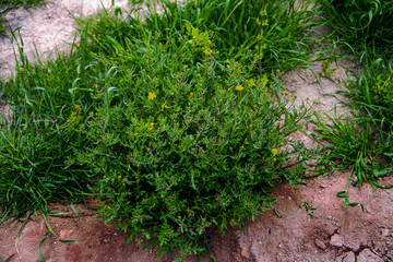 Цветы Мангыстау