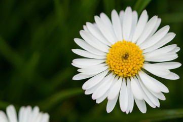 Fototapeta premium Beautiful white flower in the grass.