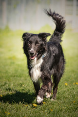 Pacha border collie dog in animal shelter - 262840373